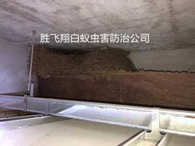 大朗房屋灭治白蚁巢工程