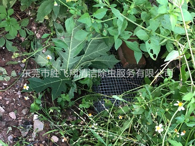 樟木头住宅区处理蛇患工程